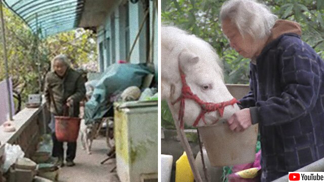 世界一孤独な動物園