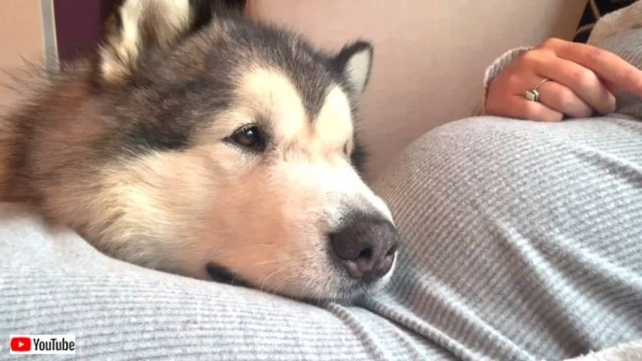 えっ ボクお兄ちゃんになるの 飼い主さんのお腹に優しく寄り添うマラミュート カラパイア