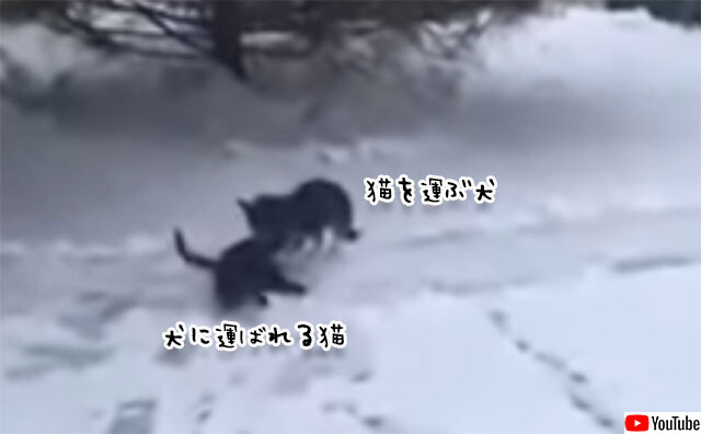 猫を寒さから守ろうとする犬