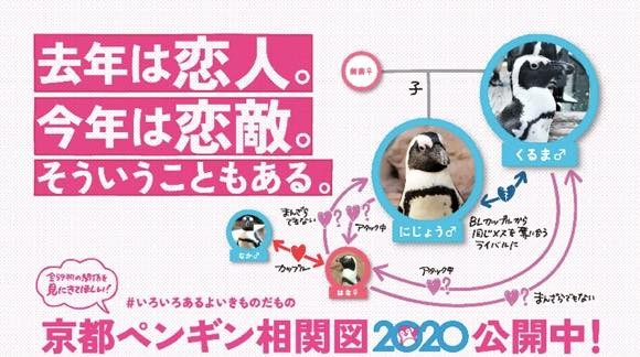 ペンギンたちのムフフな恋愛事情が分かる、「ペンギン相関図2020」が公開中！（京都水族館・東京すみだ水族館）
