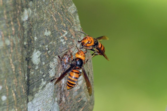 アメリカに新たなる刺客 ワシントン州でオオスズメバチの侵入が確認される カラパイア