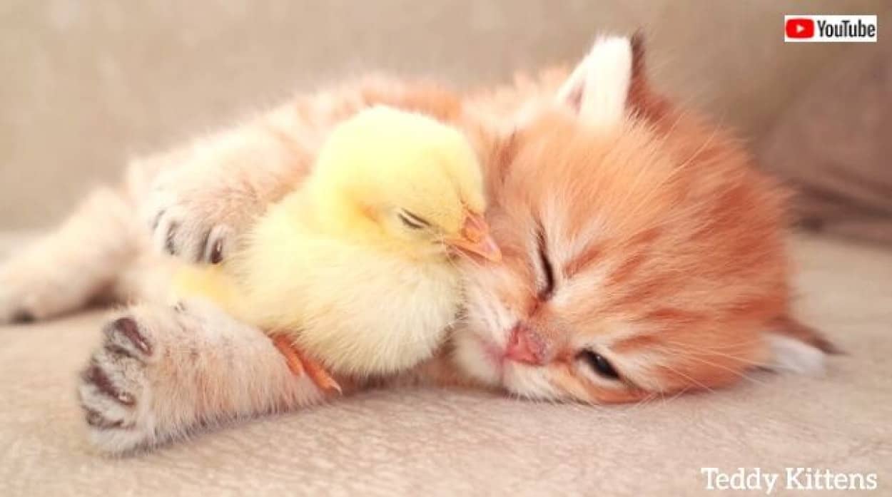 萌えと可愛さ無限大 寄り添ってまどろむ子猫とヒヨコに癒されよう カラパイア