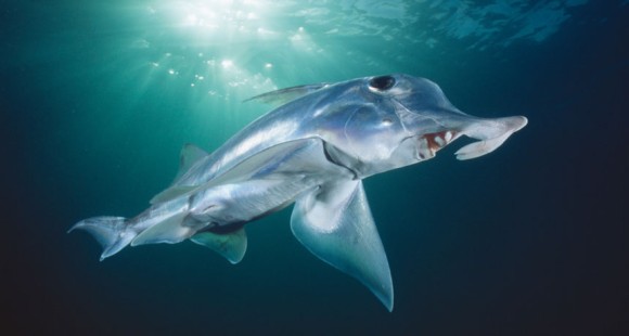 深海に住むサメはちょっと違う 魅惑の7種の深海サメ カラパイア