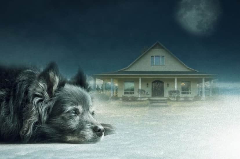 dog-3168564_640_e_e