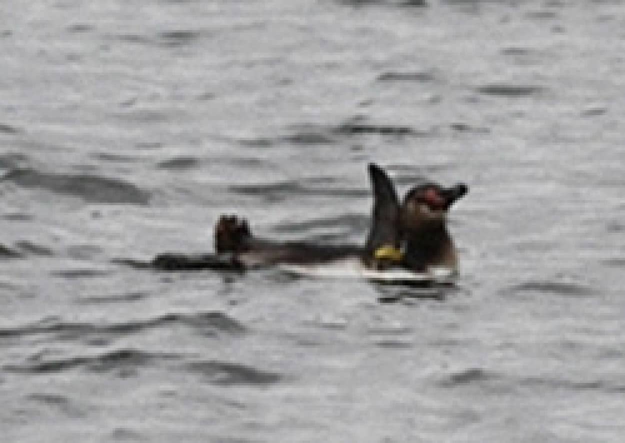 今度はペンギンが 東京から離れたい鳥が続出 葛西臨海水族園からペンギンの幼鳥が脱走 カラパイア