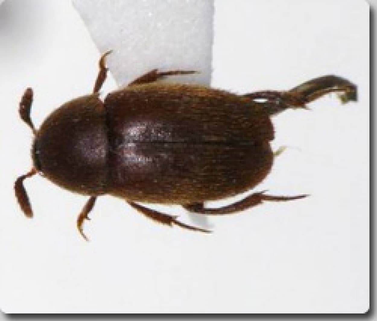 新種の甲虫 岡山県で発見される 命名 イヌカイヒゲブトチビシデムシ カラパイア