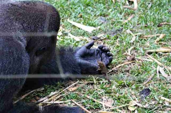 シルバーバックの大きなゴリラの親友は その指先ほどの小さな動物 やさしくいたわり一緒に遊ぶ カメルーン カラパイア