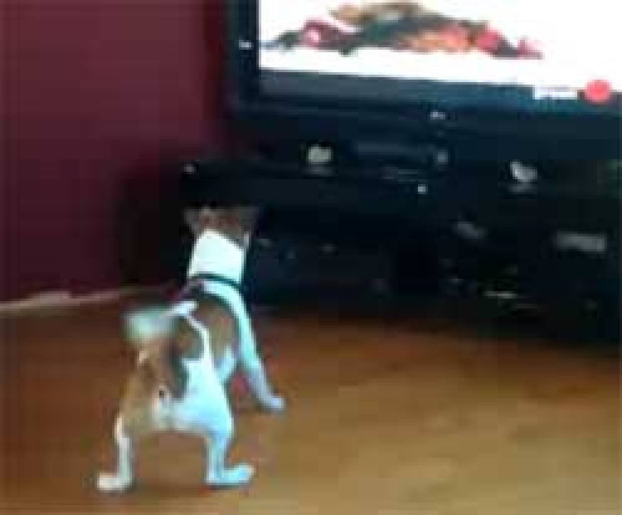 アニマルプラネットを見ている犬の挙動がそのまんまアニマル カラパイア