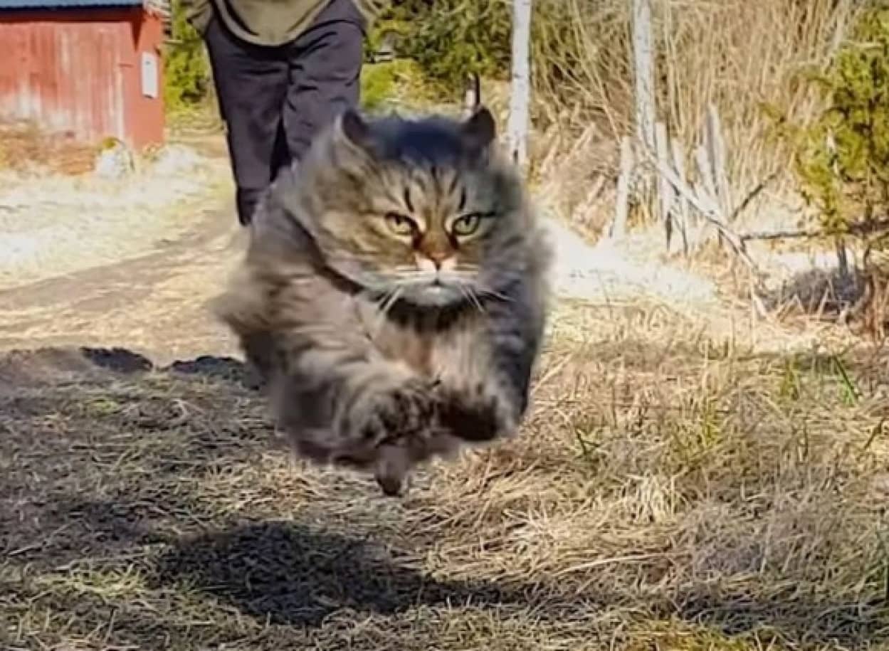 弾丸キャットが飼い主とかけっこ