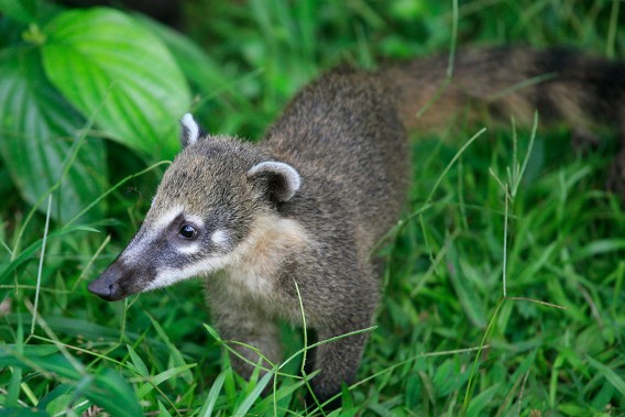 ブラジルで絶滅危惧種の動物たちのクローニング計画がまもなく開始予定 カラパイア