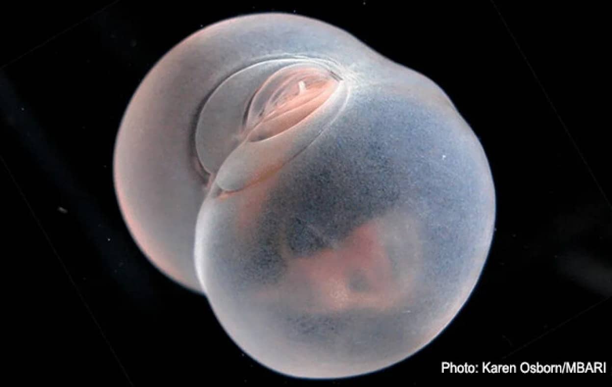 ブタのお尻に似た深海の面白生物