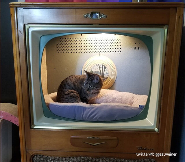 お父さんが張り切ってテレビを改造、完璧な猫用ベッドに変えてしまう