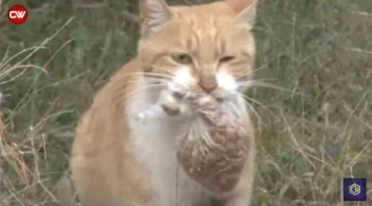 その場で餌を食べようとせず ビニール袋に入れたエサだけを持ち帰る野良猫 そこには我が子を思う母猫の愛が カラパイア その場で餌を食べようとせず ビニール袋に入れたエサだけを持ち帰る野良猫 そこには我が子を思う母猫の愛が カラパイア