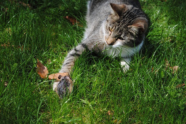 cat-2836940_640