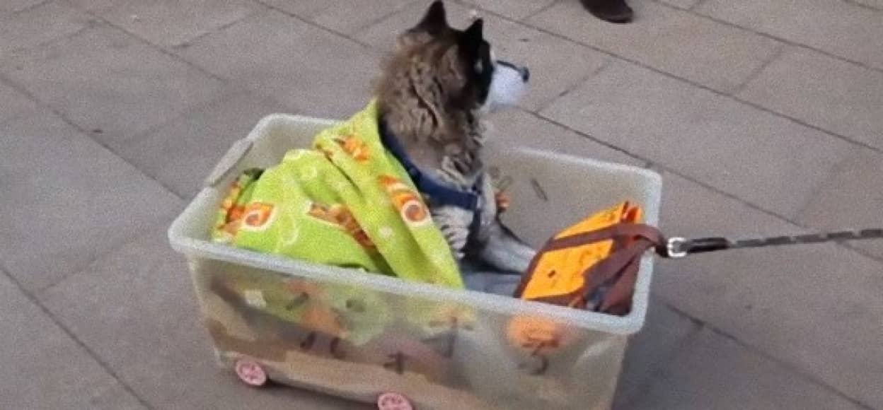 歩けなくなった老犬をプラスチックの衣装ケースに乗せて散歩に出かけるおじいさん パオ号16才 カラパイア 歩けなくなった老犬をプラスチックの衣装ケースに乗せて散歩に出かけるおじいさん パオ号16才 カラパイア