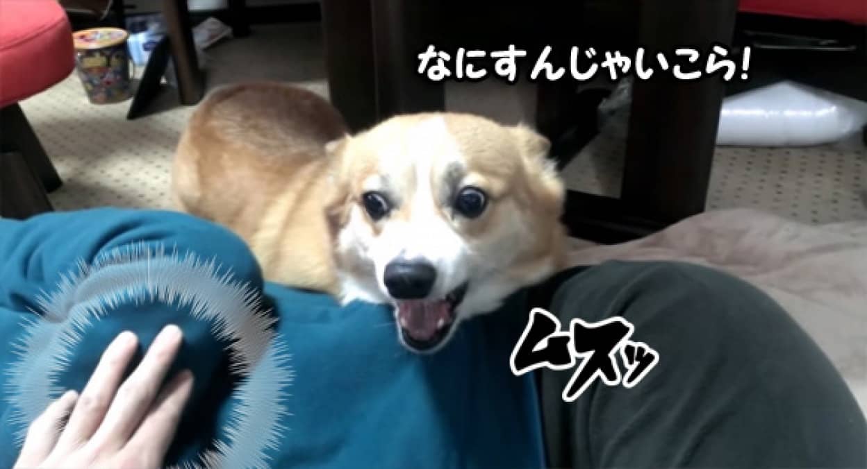 なにしとんじゃいゴラ 嫁を叩くと怒りだし必死に守ろうとするコ ギーだが お手 と言われるとついうっかり カラパイア なにしとんじゃいゴラ 嫁を叩くと怒りだし必死に守ろうとするコ ギーだが お手 と言われるとついうっかり カラパイア