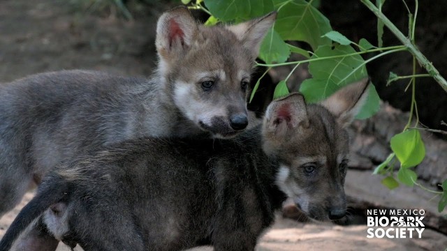 7匹のオオカミの赤ちゃんが生まれたよ 甲斐甲斐しく面倒を見るお母さん アメリカ カラパイア