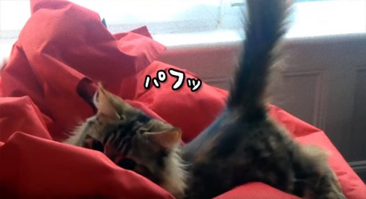 猫をダメにするクッション それはビーズクッションだった パフパフする猫たちの動画総集編 カラパイア 猫をダメにするクッション それはビーズクッションだった パフパフする猫たちの動画総集編 カラパイア