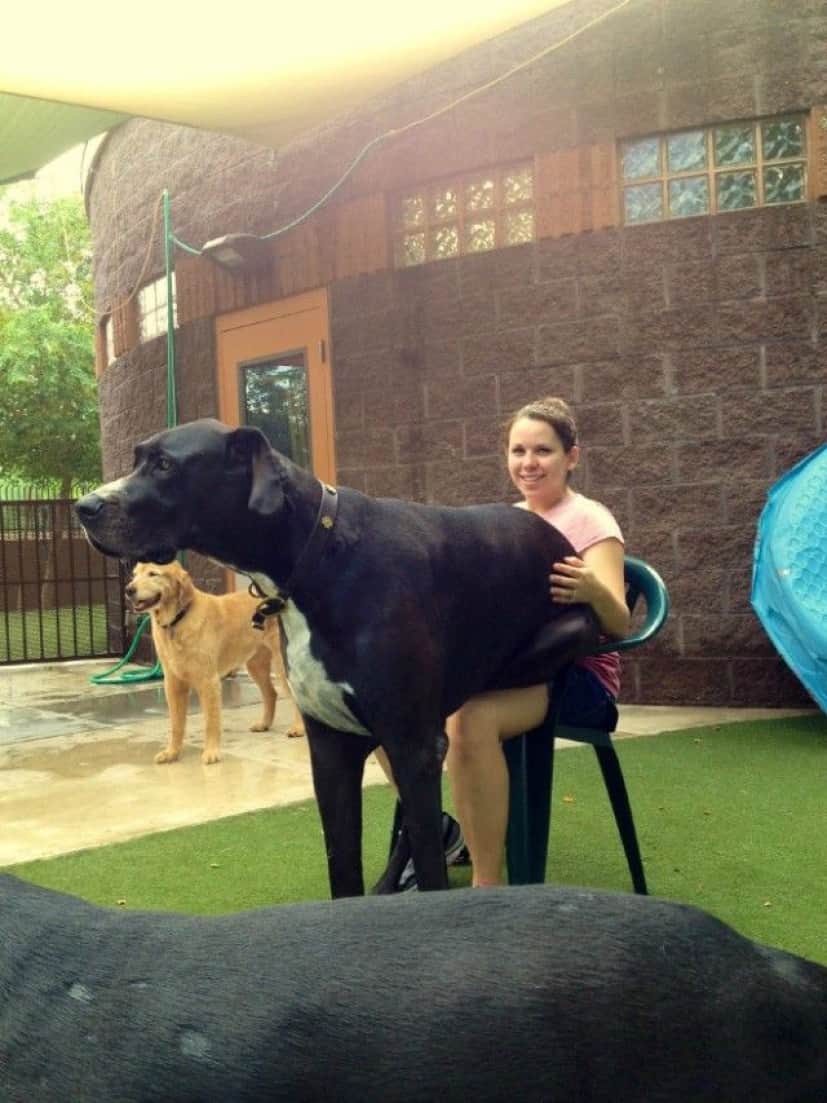 よっこいしょ ねえ いつもみたいに抱っこしてよ 自分がまだ子犬だと勘違いしている大型犬たち カラパイア