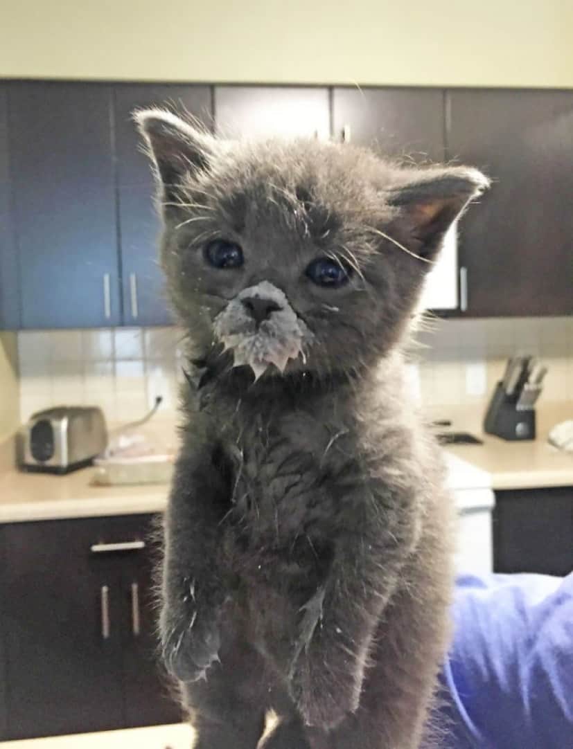 お口のまわりに食べ物がついてる猫のかわいさとクリーチャー感を存分に味わうの会 カラパイア