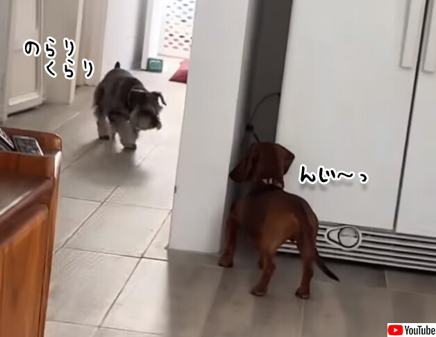 早く見つけてほしすぎて。犬と犬のかくれんぼゲームがかわいい