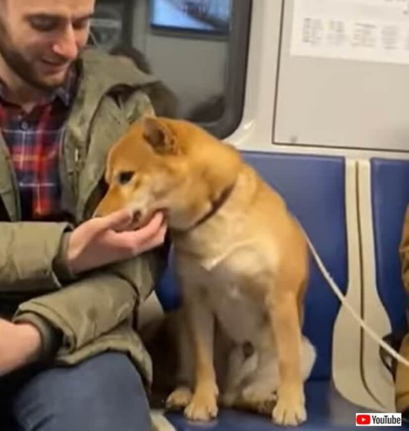 地下鉄の中の柴犬 お兄さん ボクを見て と 隣に座った男性と見つめ合ったら何かが通じ合ったようだ カラパイア