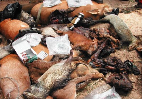 bushmeat-in-gabon