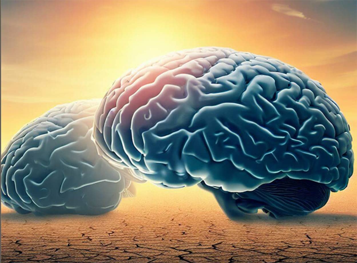 気候変動の影響で人間の脳が縮小しているという研究