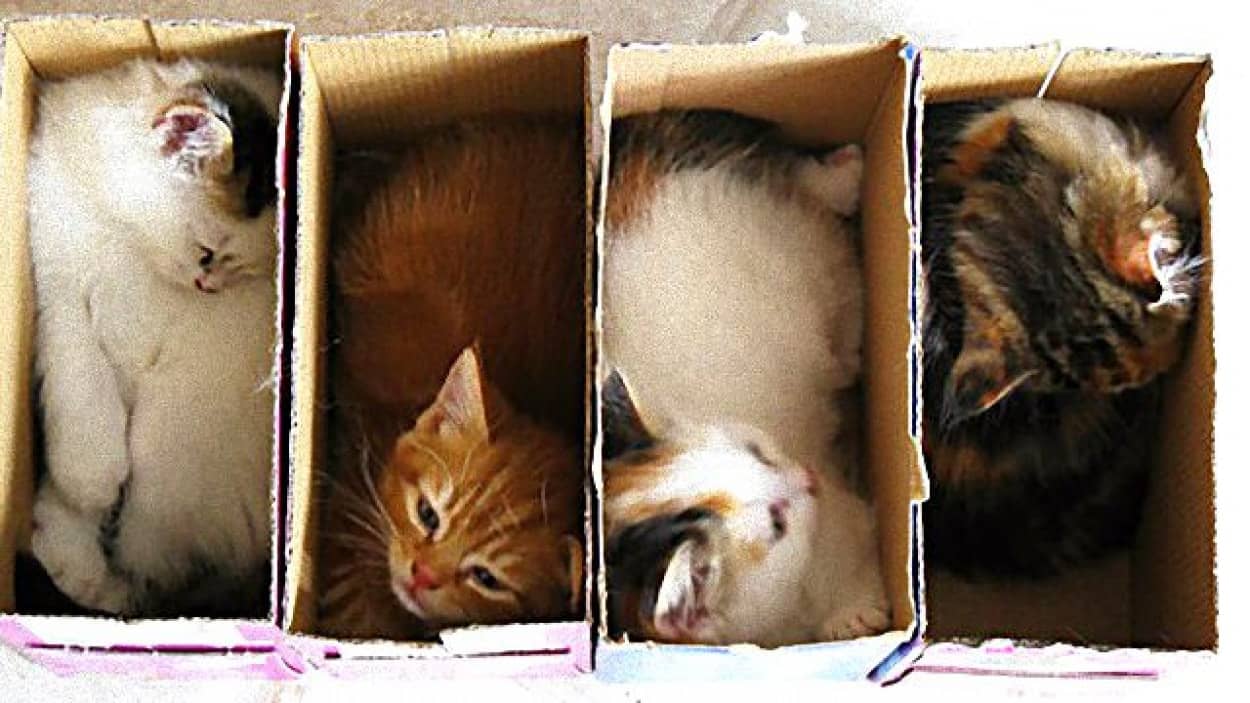 収納容量を超えました キャパオーバーでも気にしない 入りたい猫たち総集編 カラパイア 収納容量を超えました キャパオーバーでも気にしない 入りたい猫たち総集編 カラパイア