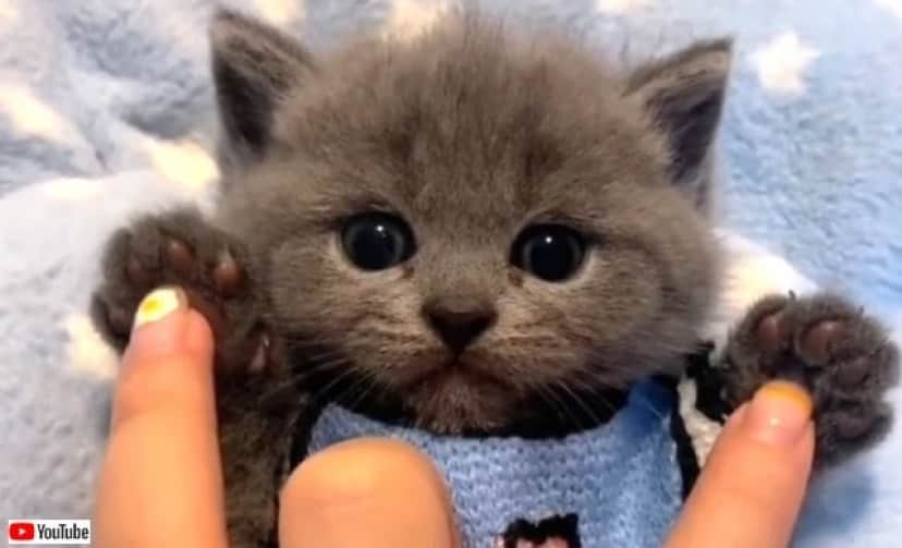 greykitten5_640