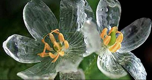 ガラス細工のように美しい 濡れると花びらが透明になる サンカヨウ カラパイア