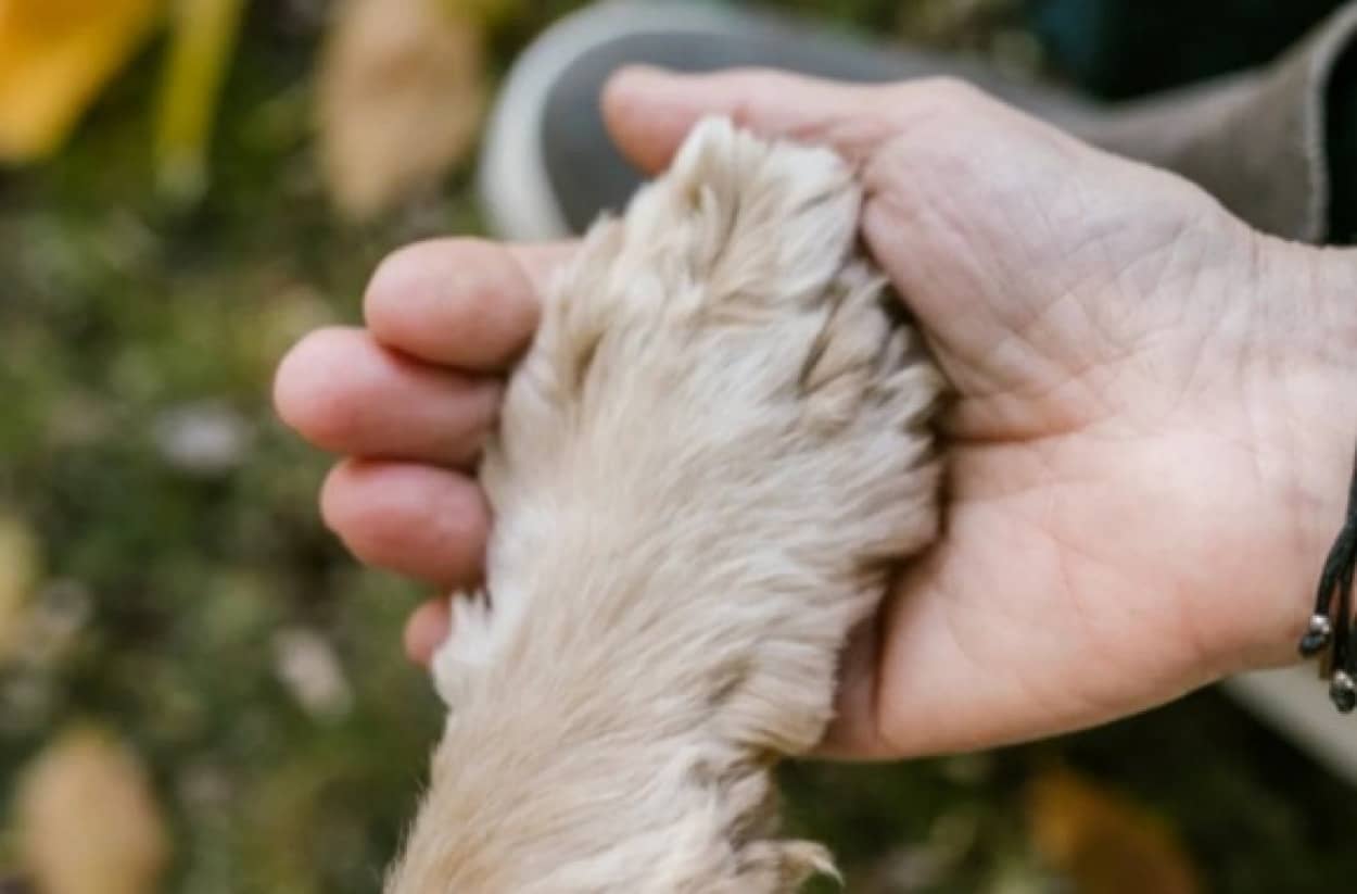 患者を愛犬と合わせる為、自らが飼い主となった看護師