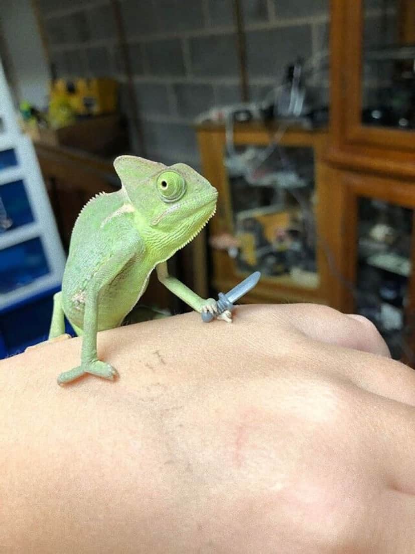 lizard-holding-lego-props-5_e
