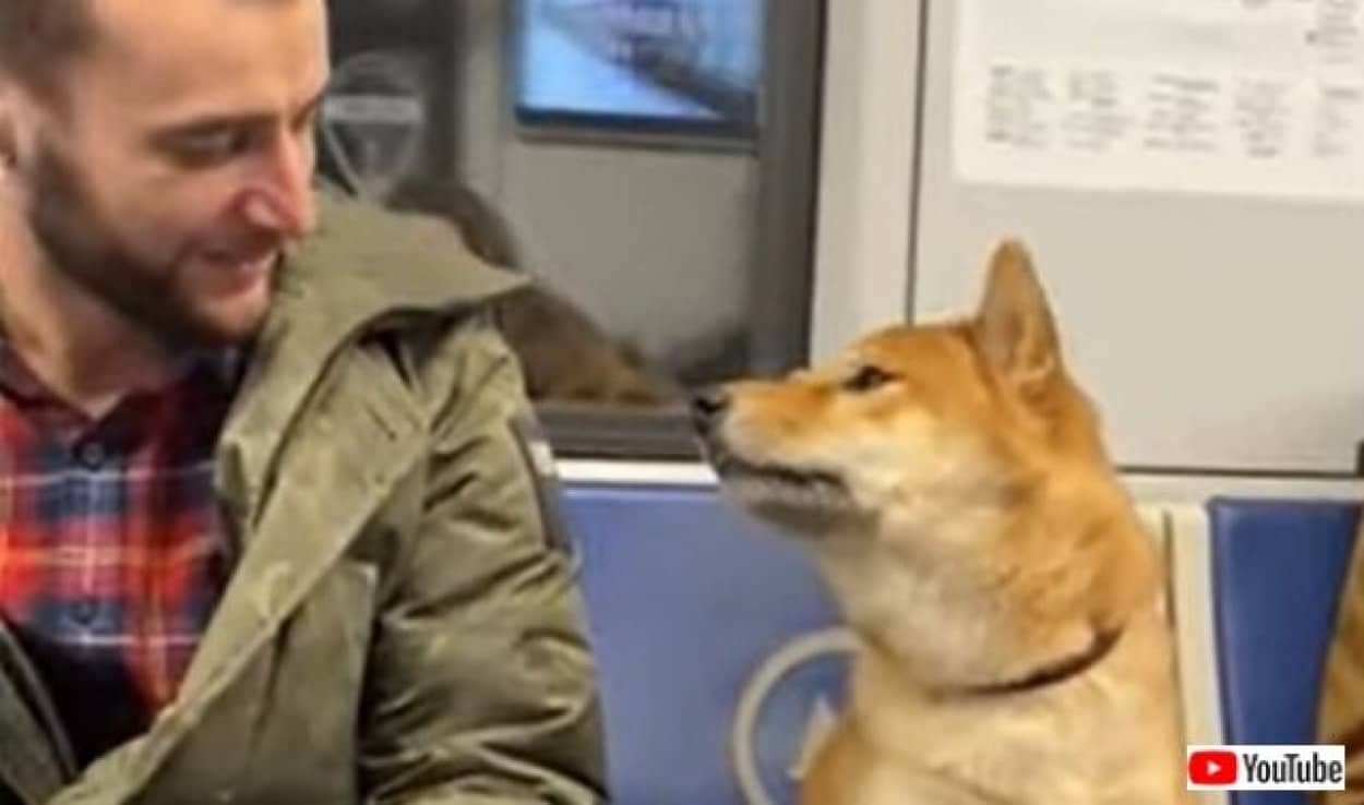 地下鉄の中の柴犬 お兄さん ボクを見て と 隣に座った男性と見つめ合ったら何かが通じ合ったようだ カラパイア 地下鉄の中の柴犬 お兄さん ボクを見て と 隣に座った男性と見つめ合ったら何かが通じ合ったようだ カラパイア