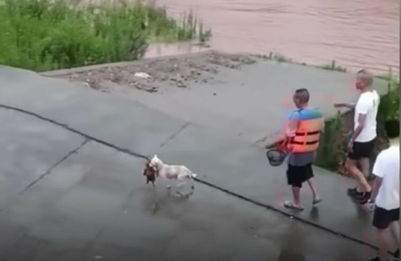 母犬、氾濫した川に取り残された残りの我が子を命がけで救い出す