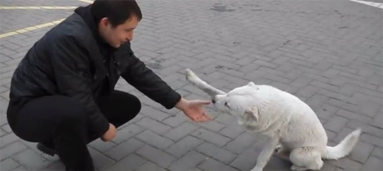 何度も何度でも ガソリンスタンドでお手とおかわりを繰り返す犬 ロシア カラパイア 何度も何度でも ガソリンスタンドでお手とおかわりを繰り返す犬 ロシア カラパイア