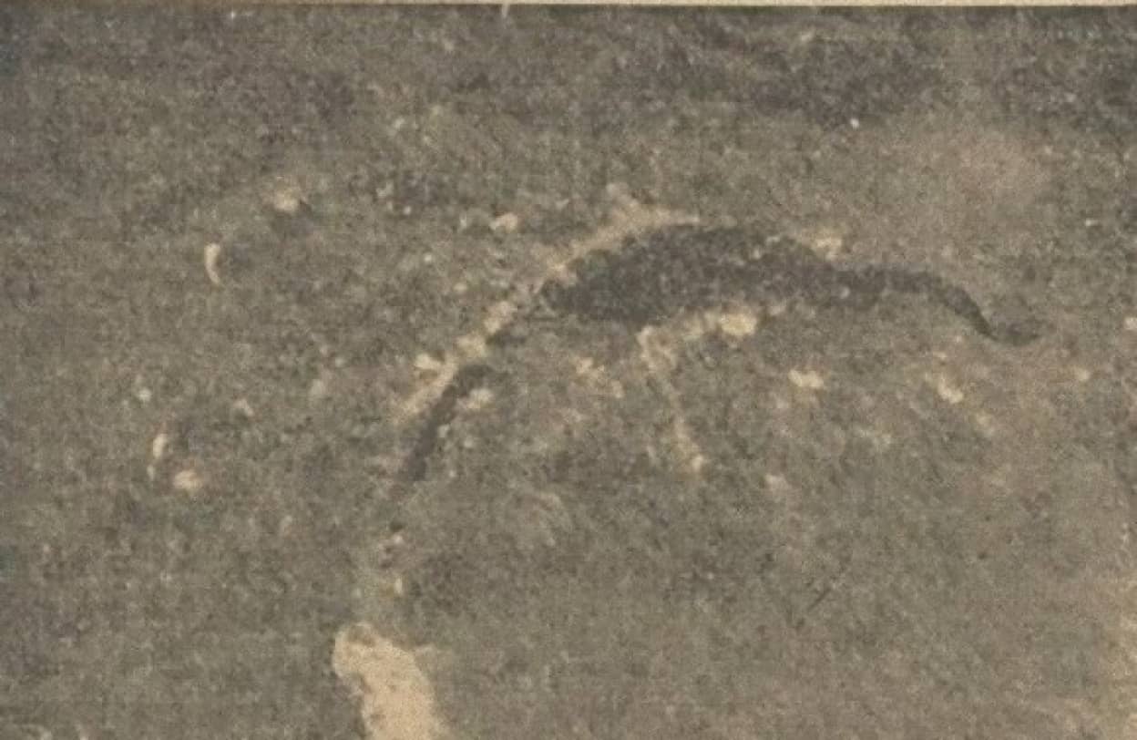 84年前に上空から撮影された海の怪獣