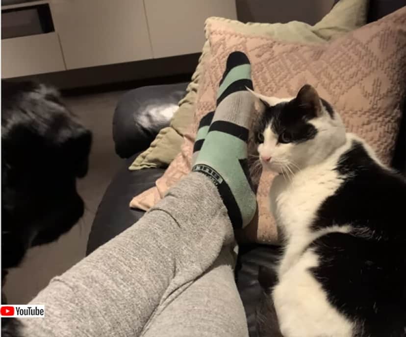 ワン と言っても無視されるので ニャォ と鳴いてみた犬 猫すぐさま反応 カラパイア ワン と言っても無視されるので ニャォ と鳴いてみた犬 猫すぐさま反応 カラパイア