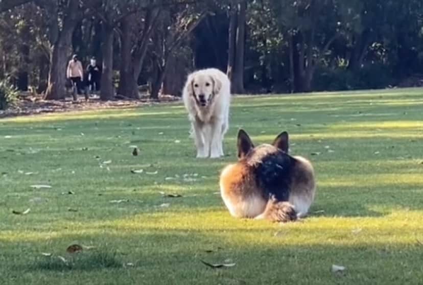 犬界に浸透する だるまさんがころんだ ゴールデンレトリバーとジャーマンシェパードの場合 カラパイア