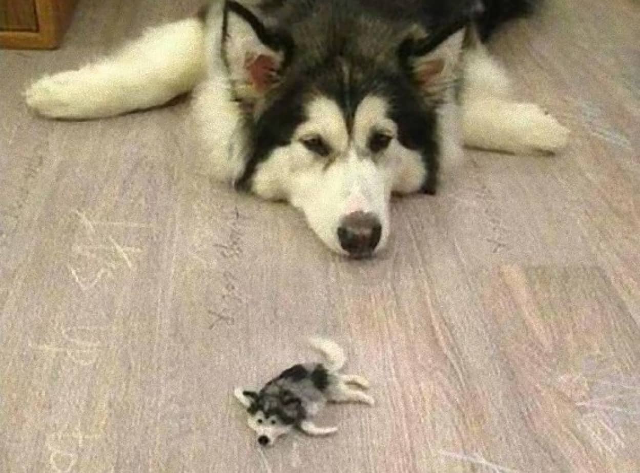 ぐったりんこ でもそれがいい感じ ハスキー犬の抜け毛から生まれた子ハスキー カラパイア ぐったりんこ でもそれがいい感じ ハスキー犬の抜け毛から生まれた子ハスキー カラパイア
