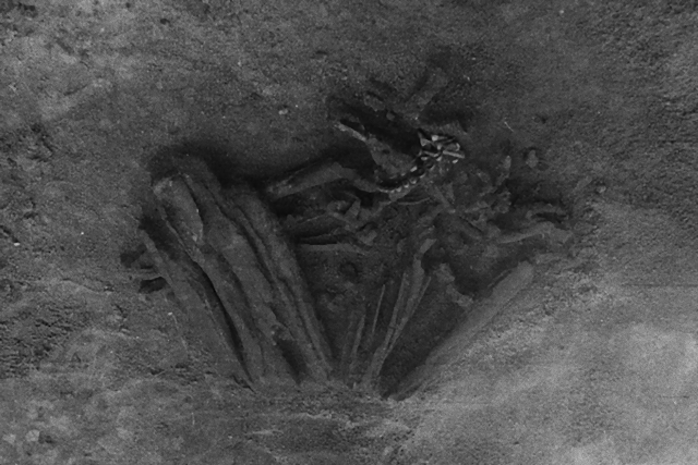 世界最古のミイラか？ポルトガルで発掘された8000年前の遺体にミイラ処理の痕跡