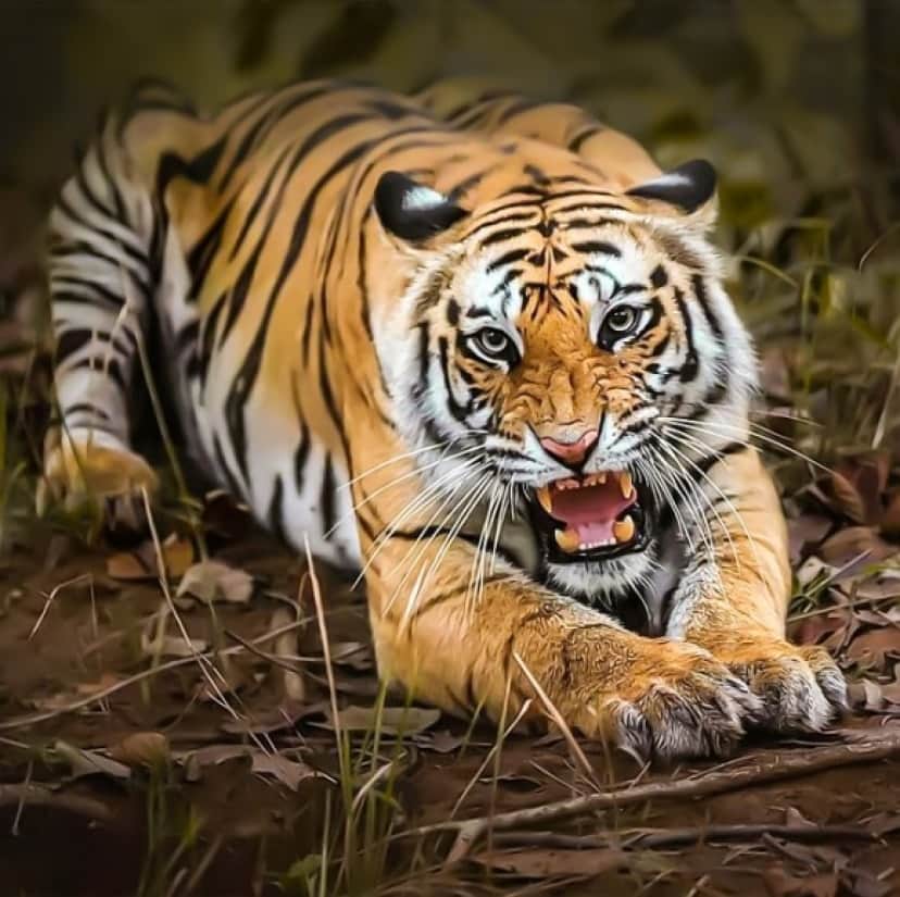 地球上で 最も強力な咬む力を持つ10の動物 カラパイア 地球上で 最も強力な咬む力を持つ10の動物 カラパイア