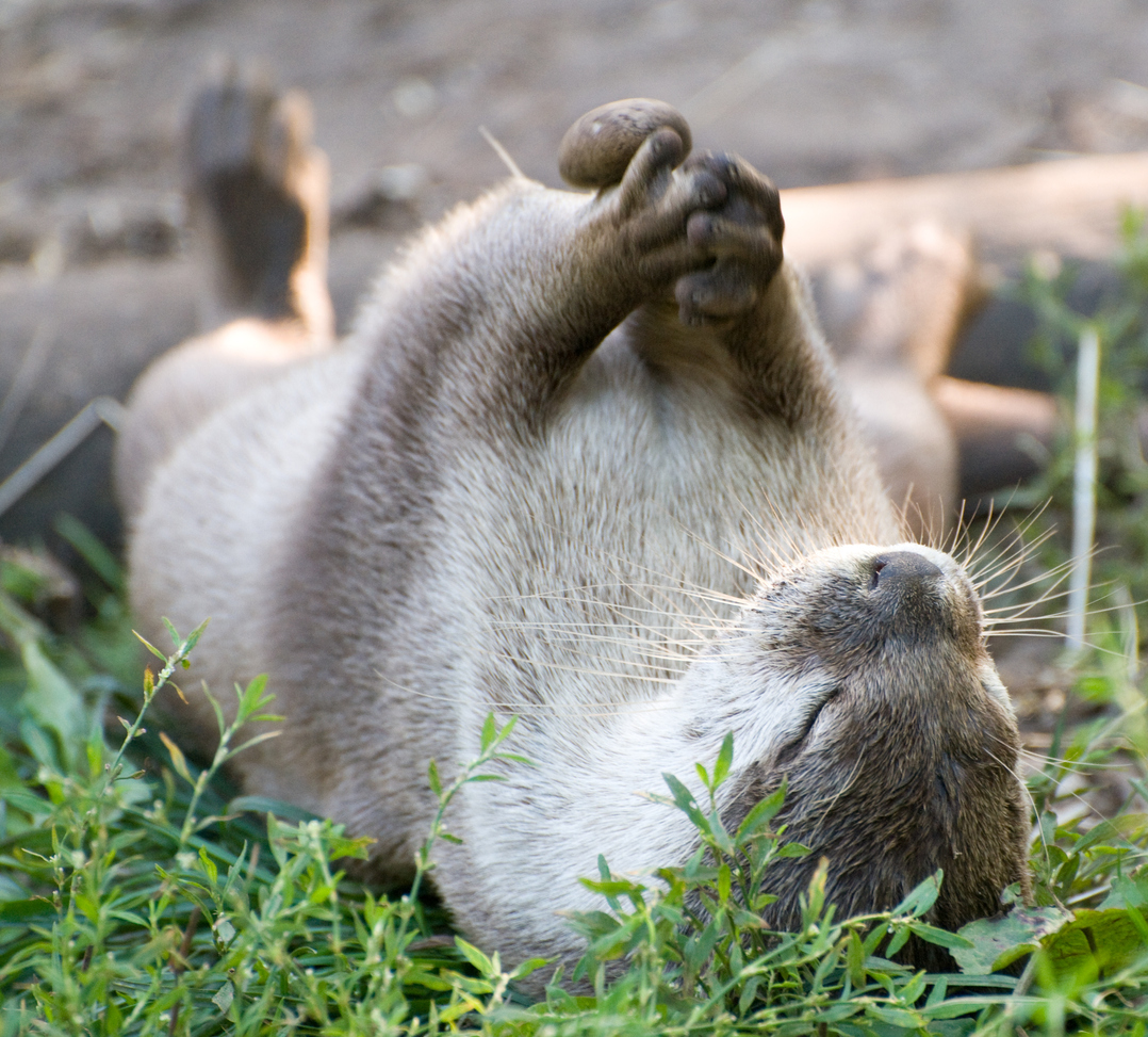 回したり転がしたり。カワウソはなんでこんなに石遊びが大好きなの？その理由を科学で検証（英研究）