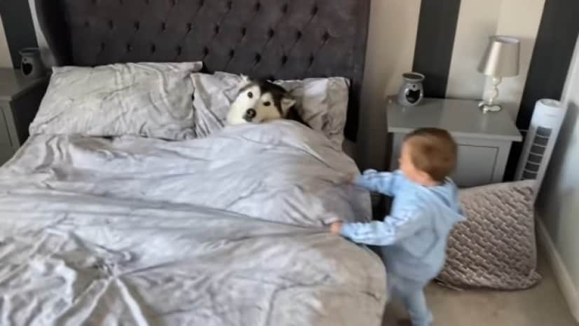 Husky_e