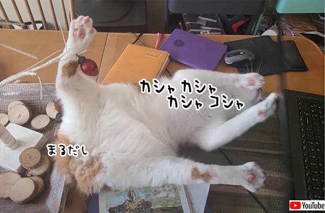 こんなもんこうしてやるぅ！猫の斬新な攻撃でパソコン作業の中断せざるを得ない飼い主