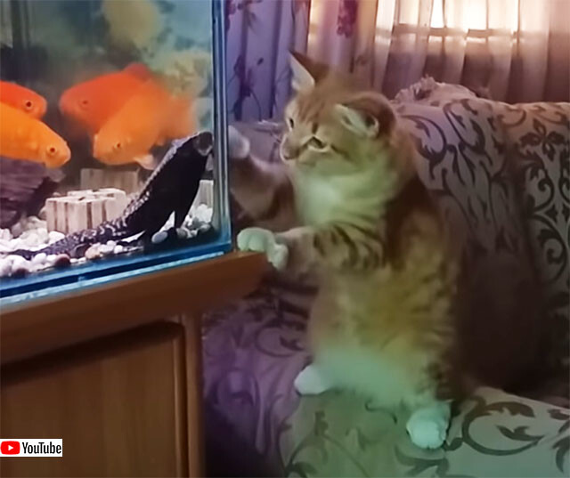 猫と魚