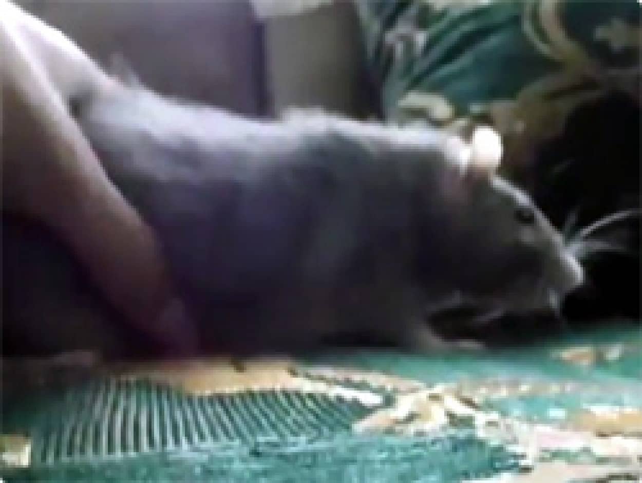 動画 動きを静止するシリーズ ネズミの戦闘力をゼロにする方法 カラパイア