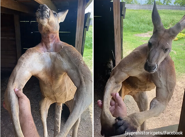 筋骨隆々のマッチョカンガルーにホールドされた男性