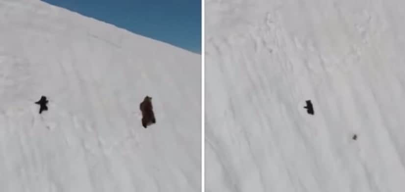 bear2