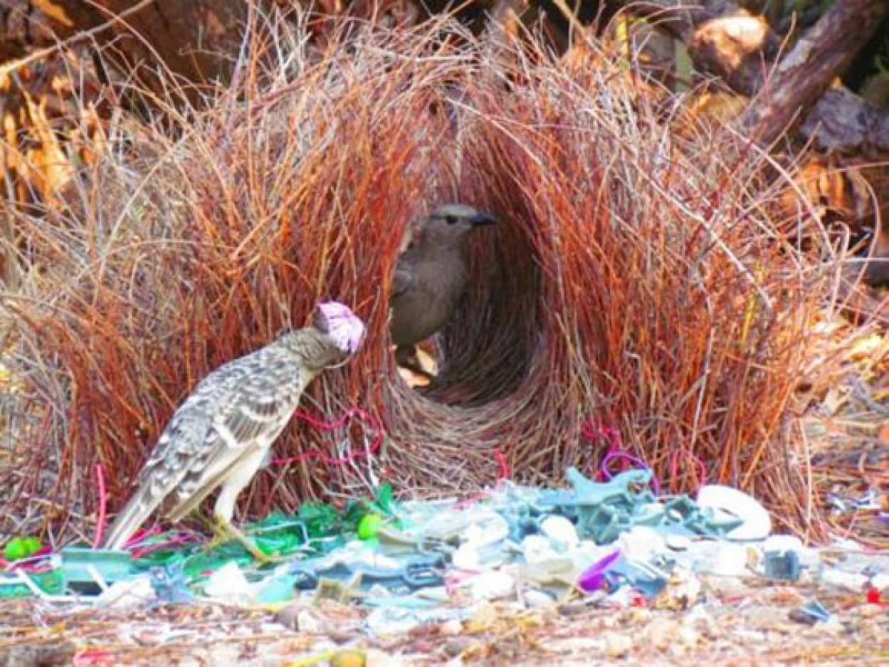 動物たちは優秀な建築家 驚くべき造形美にあふれる25の巣 昆虫含む カラパイア 動物たちは優秀な建築家 驚くべき造形美にあふれる25の巣 昆虫含む カラパイア